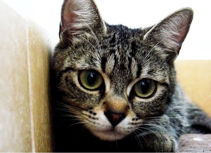 Na zdjęciu Hexa - kotka przeznaczona do adopcji