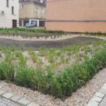 13711511_1137634326283897_1879125542_o