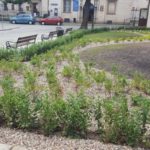 13730543_1137634166283913_1111839336_o