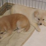 doba_pl_65437-33b21bb0aac2b5b90c5c5257a2aa6cf9_550x366