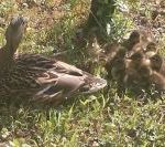 IMG_20170629_091843_BURST001_COVER