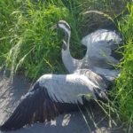 policjanci_uratowali_zurawia_4