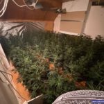 plant1