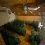 plant2