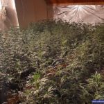 plant3