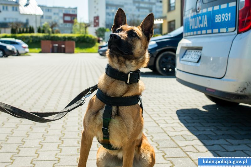 Policyjny pies Rampa odnalazła zaginionego 81-latka