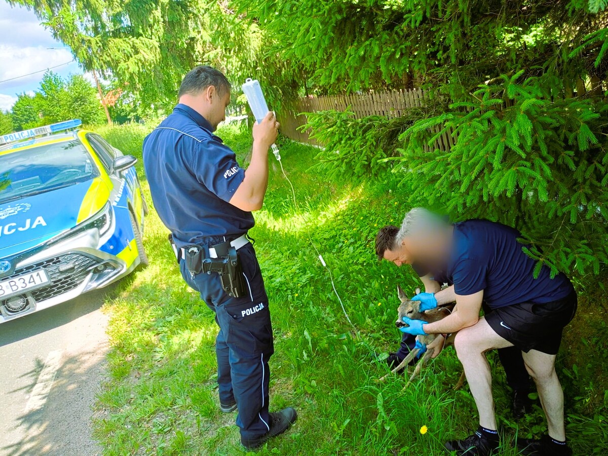 Wycieńczone koźlę trafiło we właściwe ręce